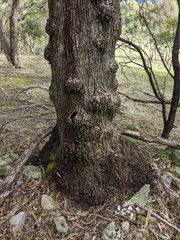 Eucalyptus microcarpa