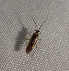 Orthotylus submarginatus