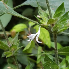 Phaulopsis imbricata