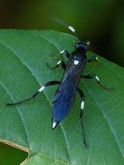 Ichneumon deliratorius