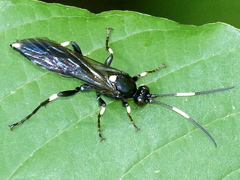 Ichneumon deliratorius