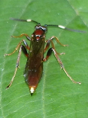 Aoplus velox