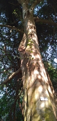 Celtis mildbraedii