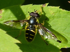 Sericomyia chrysotoxoides image