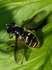 Sericomyia chrysotoxoides image