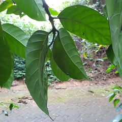 Oxyanthus pyriformis