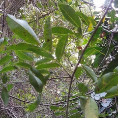 Oxyanthus pyriformis