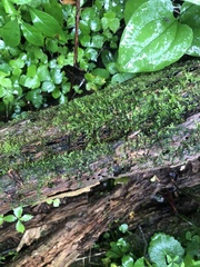 Bryoerythrophyllum columbianum