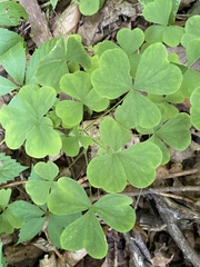 Oxalis illinoensis