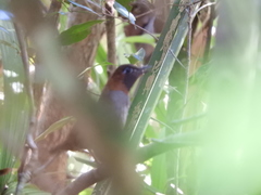 Formicarius moniliger