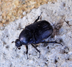 Protaetia morio