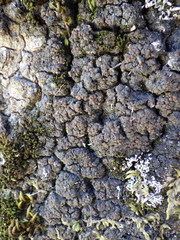 Fuscopannaria ignobilis