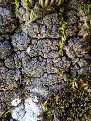 Fuscopannaria ignobilis