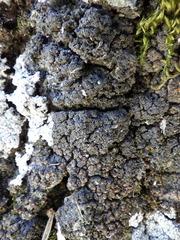 Fuscopannaria ignobilis
