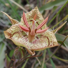 Calochortus tiburonensis