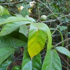 Mitriostigma axillare