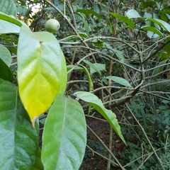 Mitriostigma axillare
