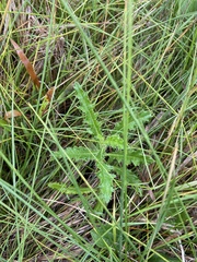 Cirsium pumilum
