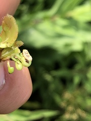 Trichapion rostrum