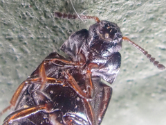 Phaleromela variegata