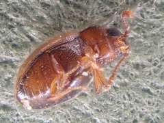 Anchicera
