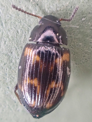 Phaleromela variegata