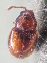 Anchicera