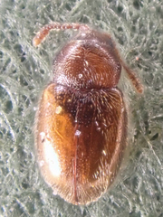 Anchicera