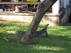Varanus salvator