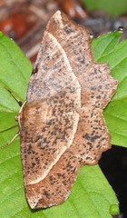 Euchlaena tigrinaria