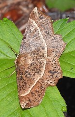 Euchlaena tigrinaria