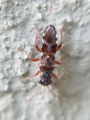 Trinithignus natalensis