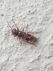 Trinithignus natalensis