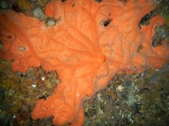 Spirastrella cunctatrix