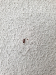 Trinithignus natalensis