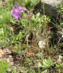 Primula halleri