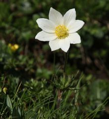 Pulsatilla alpina