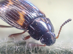 Phaleromela variegata