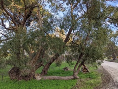 Eucalyptus microcarpa