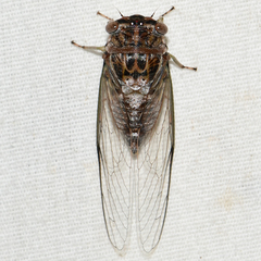 Diceroprocta vitripennis