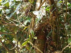 Blakea quadrangularis