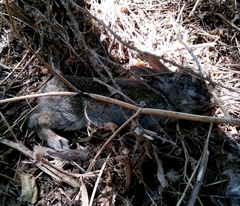 Oryctolagus cuniculus