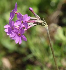 Primula halleri
