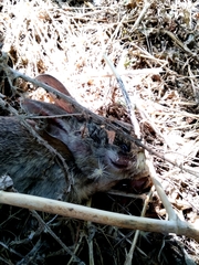 Oryctolagus cuniculus