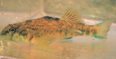 Etheostoma coosae