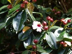 Blakea quadrangularis