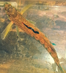Etheostoma coosae