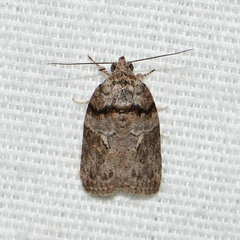 Garella nilotica