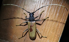 Juiaparus mexicanus