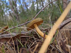 Cortinarius austrovenetus